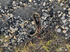 Thamnophis cyrtopsis