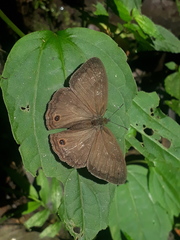 Euptychoides nossis