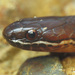 Pale Ground Snake - Photo (c) Bioexploradores Farallones, some rights reserved (CC BY-NC), uploaded by Bioexploradores Farallones