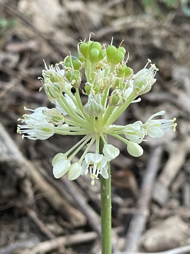 Ramps (wild leeks)