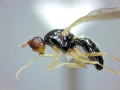 Psila
