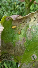 Epilachna varivestis