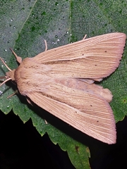 Mythimna pallens