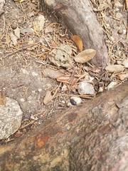 Armadillidium vulgare