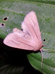 Mythimna pallens