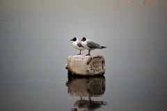 Chroicocephalus maculipennis