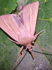 Mythimna pallens