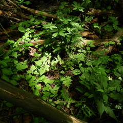 Hydrophyllum macrophyllum