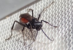 Priocnemis perturbator