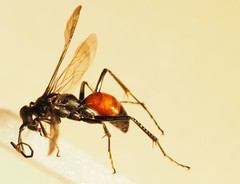 Priocnemis perturbator