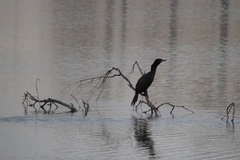 Nannopterum brasilianum