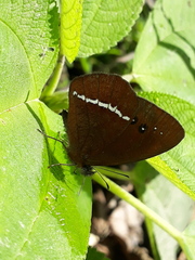 Lymanopoda albocincta