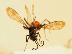 Priocnemis perturbator