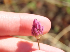 Allium pruinatum