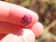 Allium pruinatum