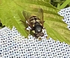 Sericomyia nigra