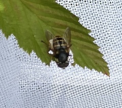 Sericomyia nigra