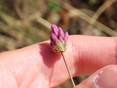Allium pruinatum