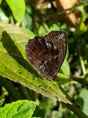 Panyapedaliodes drymaea