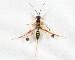 Spilopteron occiputale
