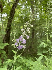 Delphinium exaltatum