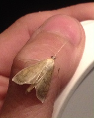 Paratalanta pandalis