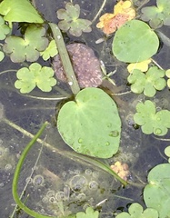 Ranunculus bonariensis