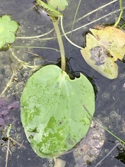 Ranunculus bonariensis