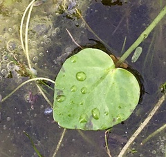 Ranunculus bonariensis