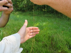Phalaris caroliniana