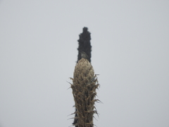 Oreotrochilus chimborazo