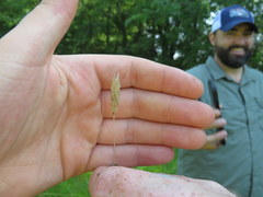 Phalaris caroliniana