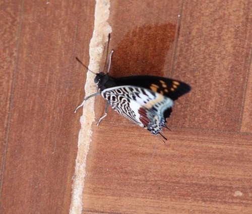 Giant Charaxes