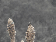Oreotrochilus chimborazo