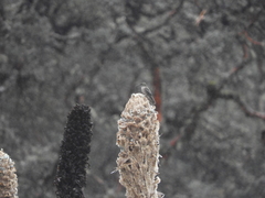 Oreotrochilus chimborazo