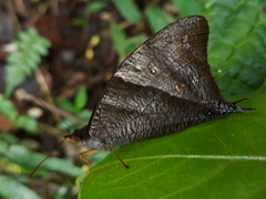 Corades pannonia