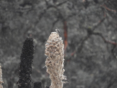 Oreotrochilus chimborazo