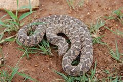 Dasypeltis scabra