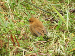 Grallaria saturata