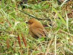Grallaria saturata