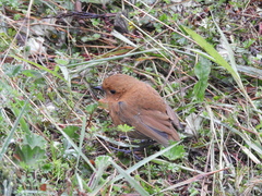 Grallaria saturata