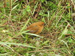 Grallaria saturata