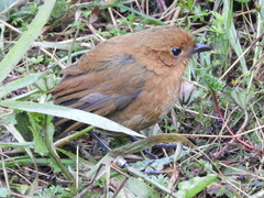Grallaria saturata
