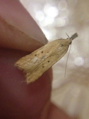 Dichomeris limosellus