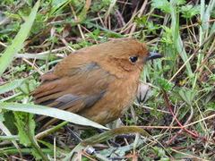 Grallaria saturata