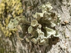 Ramalina lusitanica