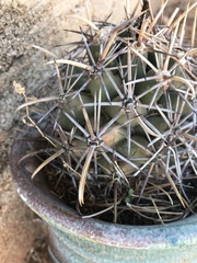 Coryphantha robustispina robustispina