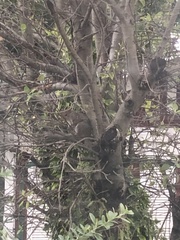 Sciurus carolinensis