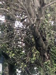 Sciurus carolinensis