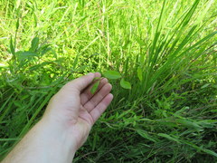 Thyrsanthella difformis